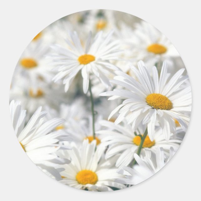 Sticker Rond Marguerite blanche (Devant)