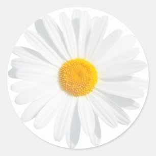 Sticker Rond marguerite blanche