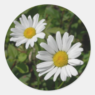 Sticker Rond Marguerite blanche