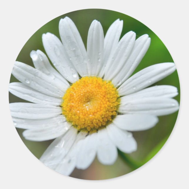 Sticker Rond Marguerite-fleur sauvage426 FLEUR SAUVAGE DAISY SP (Devant)