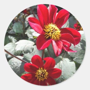 Sticker Rond marguerite rose chaud rouge / marguerites fleurs