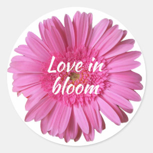 Sticker Rond Marguerite rose de Gerber avec l'autocollant des