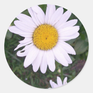 Sticker Rond Marguerites