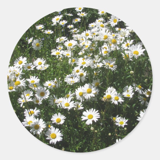 Sticker Rond Marguerites (Devant)