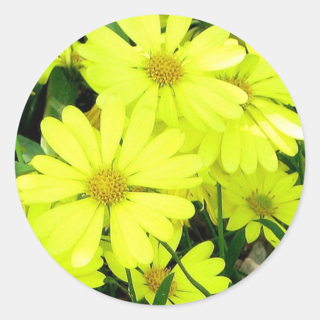 Sticker Rond Marguerites jaunes (Devant)