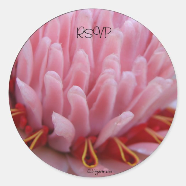 Sticker Rond Mariage Enveloppe de gingembre rose Torch Phoques  (Devant)