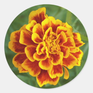 Sticker Rond marigold