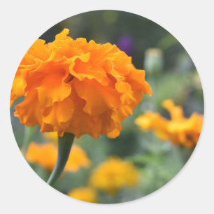 Sticker Rond Marigold Orange Fleur Nature Jardin photographique