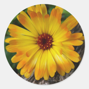 Sticker Rond marigold sur le journal