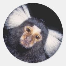 Marmoset Monkey