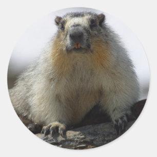 Sticker Rond Marmotte à ventre jaune
