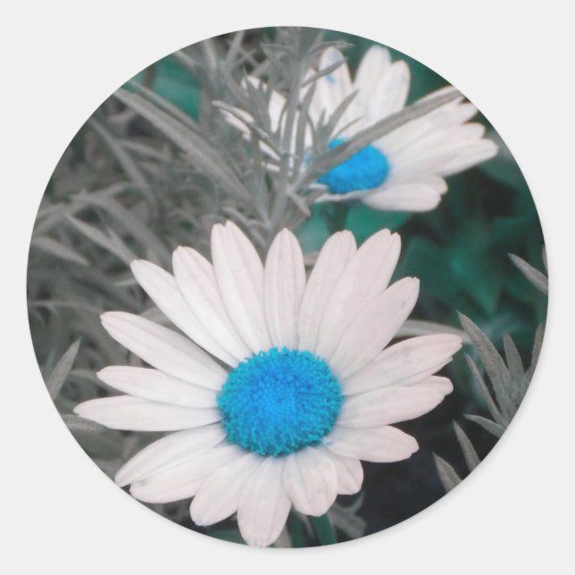 Sticker Rond Marqueurs blancs Shasta Daisies (bleu Turquoise) (Devant)