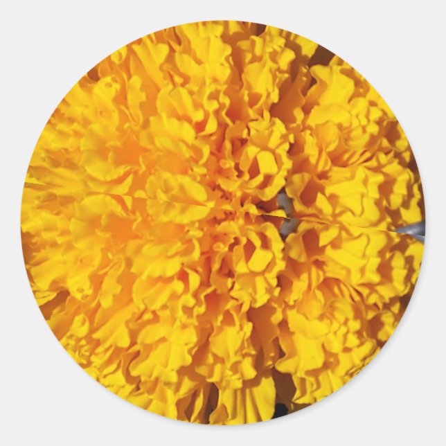 Sticker Rond Marygold (Devant)