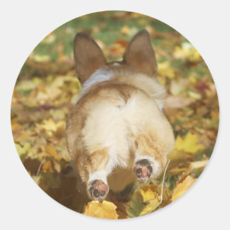 Sticker Rond Masse de corgi adorable dans les feuilles d'automn