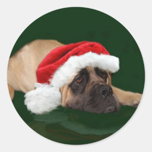 Sticker Rond Mastiff dans un casquette de Père Noël