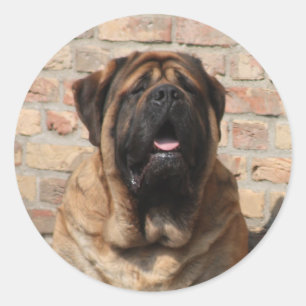 Sticker Rond Mastiff Meilleurs amis de la fête des pères