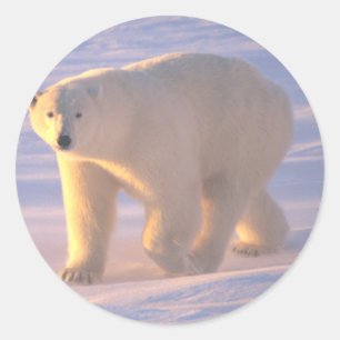 Sticker Rond Matin 2 d'ours blanc