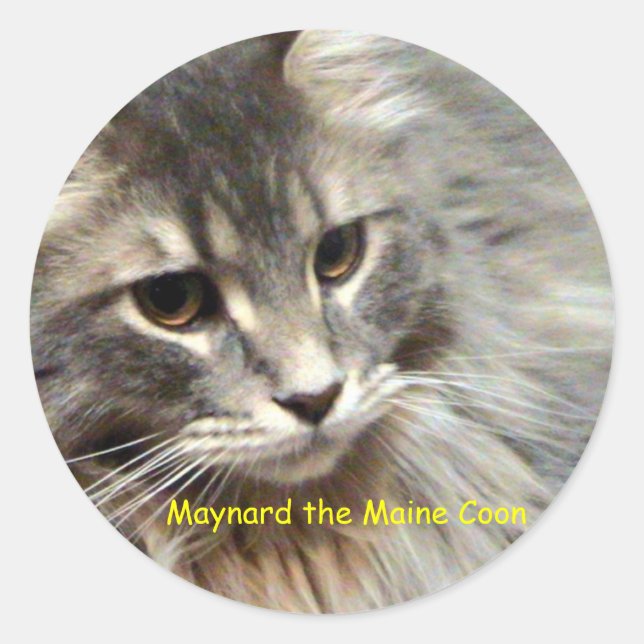 Sticker Rond Maynard le Maine Coon (Devant)