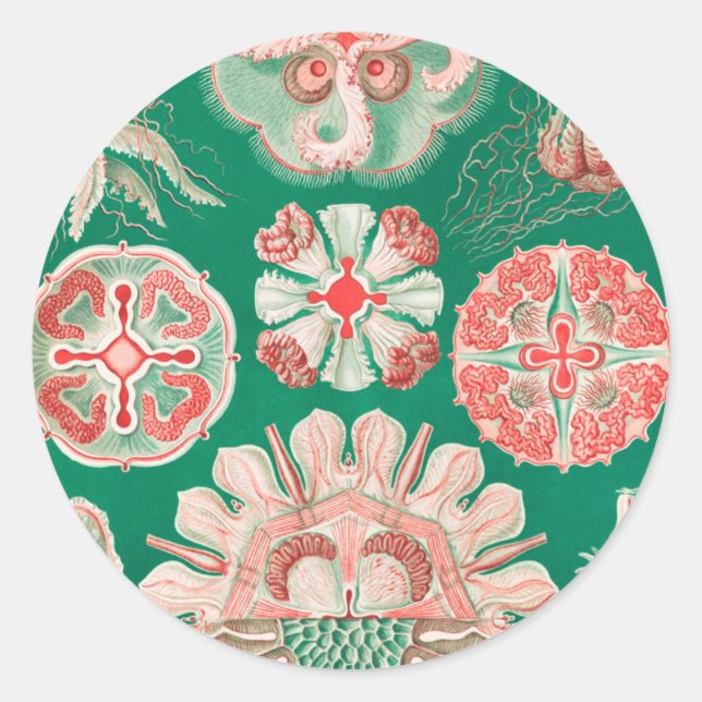 Sticker Rond Méduses, Discomedusae par Ernst Haeckel (Devant)