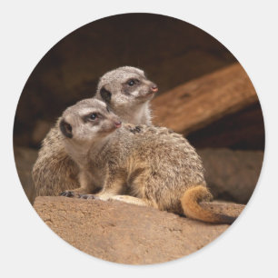 Sticker rond Meerkat