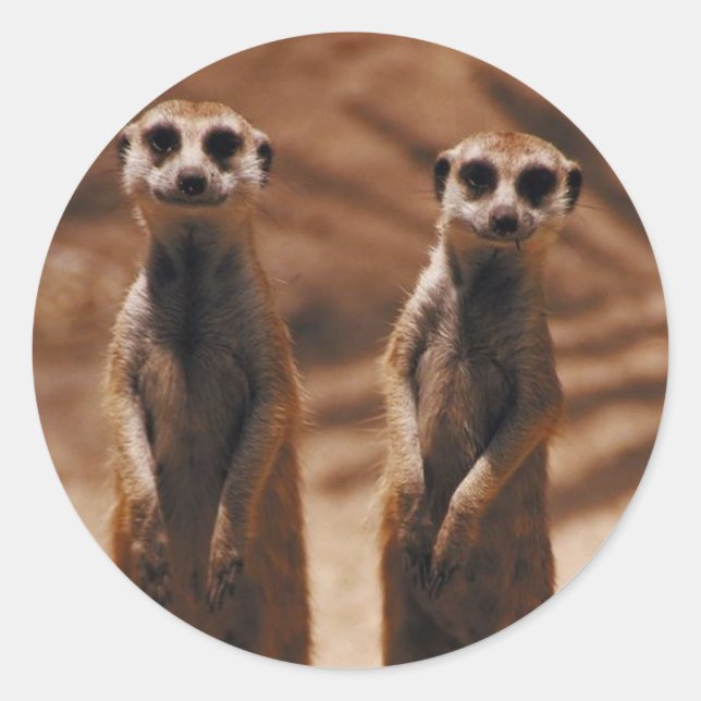 Sticker Rond Meerkat Duo (Devant)