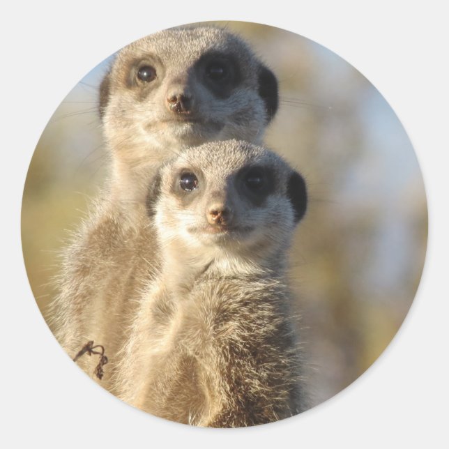 Sticker Rond Meerkats (Devant)