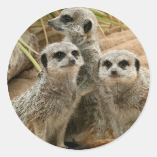 Sticker Rond Meerkats à l'affût