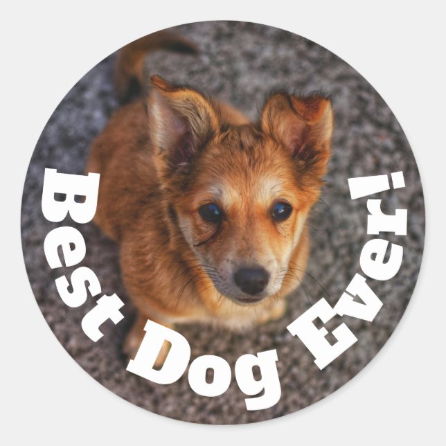 Sticker Rond Meilleur Chien de Tous les Temps (Devant)