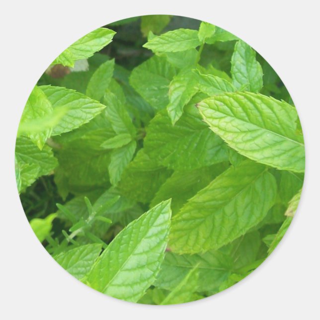 Sticker Rond Menthe (Devant)