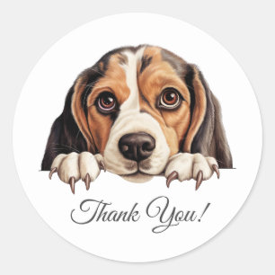 Sticker Rond Merci beagle de chien mou
