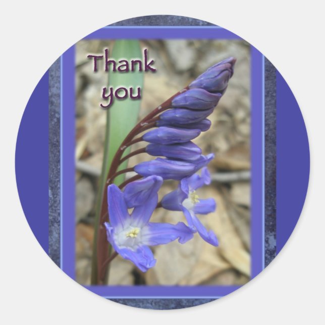 Sticker Rond Merci bleu sauvage Hyacinth (Devant)