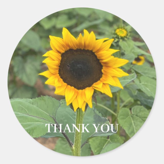 Sticker Rond Merci du terrain de tournesol (Devant)