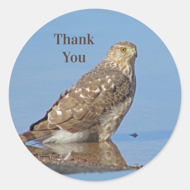 Sticker Rond Merci Young Hawk Beau Raptor Oiseau sauvage (Devant)