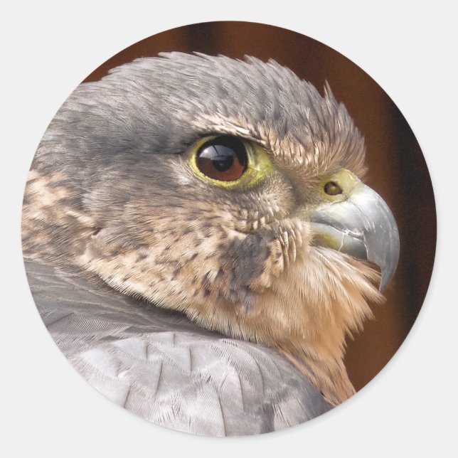 STICKER ROND MERLIN FALCON OISEAU DE PREY (Devant)