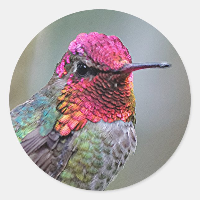 Sticker Rond Merveilleux colibri d'Anna masculine sur le prunie (Devant)