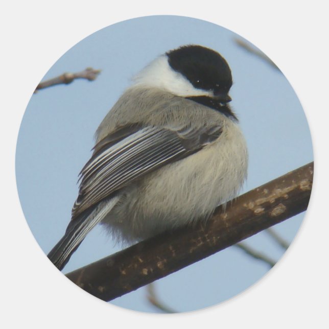 Sticker Rond Mésange à tête noire B21 (Devant)