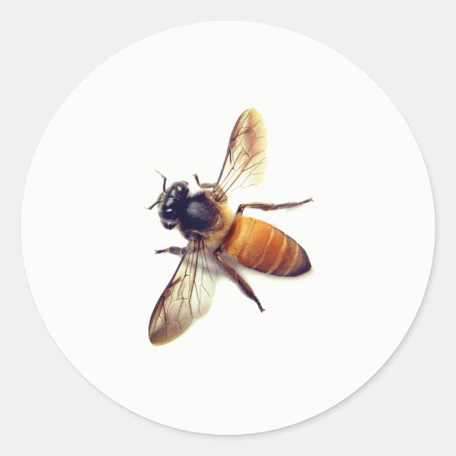 Sticker Rond Miel Bee (Devant)
