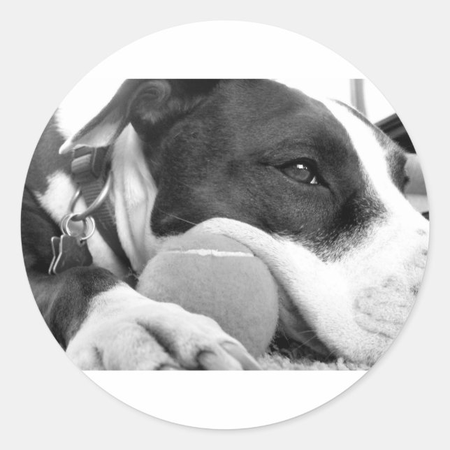 Sticker Rond mignon chien pitbulle à l'air triste noir blanc av (Devant)