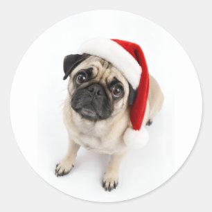 Sticker Rond Mignon Faon de Pug avec Chapeau de Père Noël et Ye