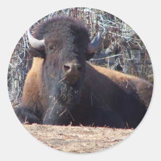 Sticker Rond mignon garçon de buffle
