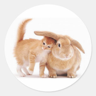 Sticker Rond mignonne_drôle_animaux_8 chaton lapin lapin amis