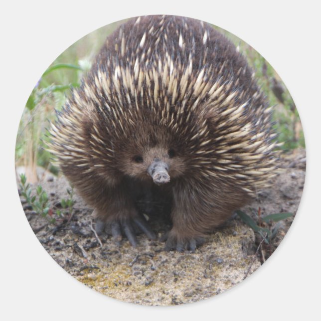 Sticker Rond Mignonne Echidna d'Australie (Devant)
