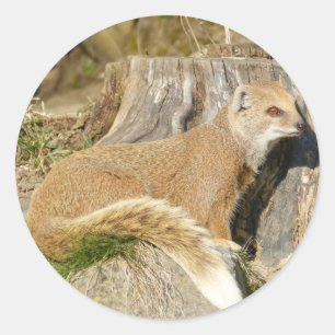 Sticker Rond Mignonne Mongolie