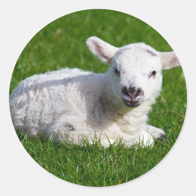 Sticker Rond Mignonne mouton bébé couché dans l'herbe (Devant)
