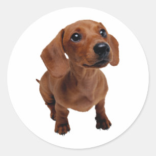 Sticker Rond Mini decal Dachshund