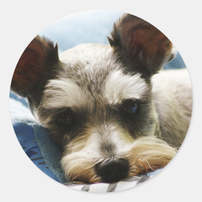 Sticker Rond Mini Schnauzer (Devant)