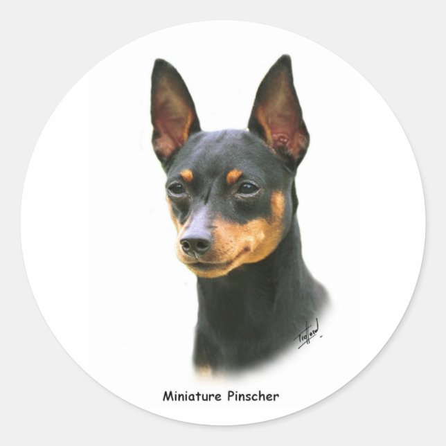 Sticker Rond Miniature de Pinscher (Devant)