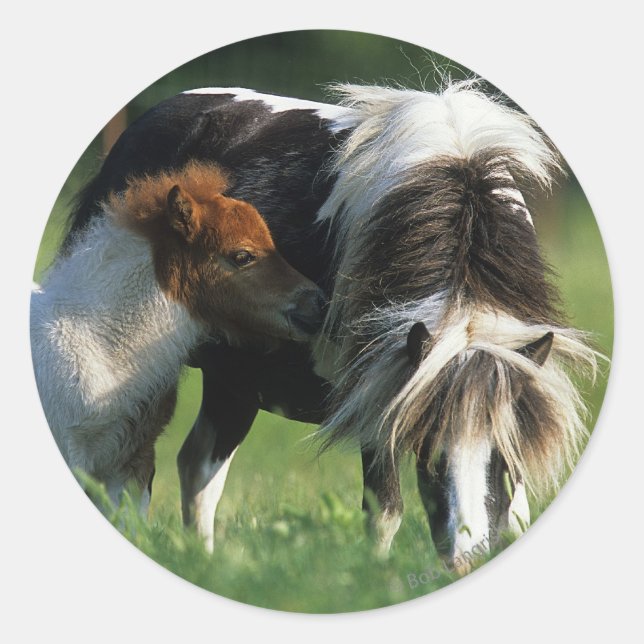 Sticker Rond Miniature Mare & Foies 2 (Devant)