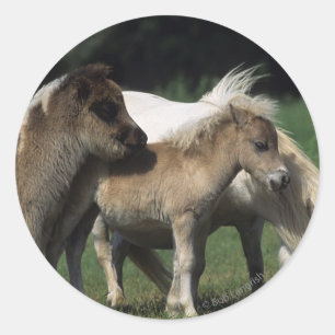 Sticker Rond Miniature Mare & Foies 3