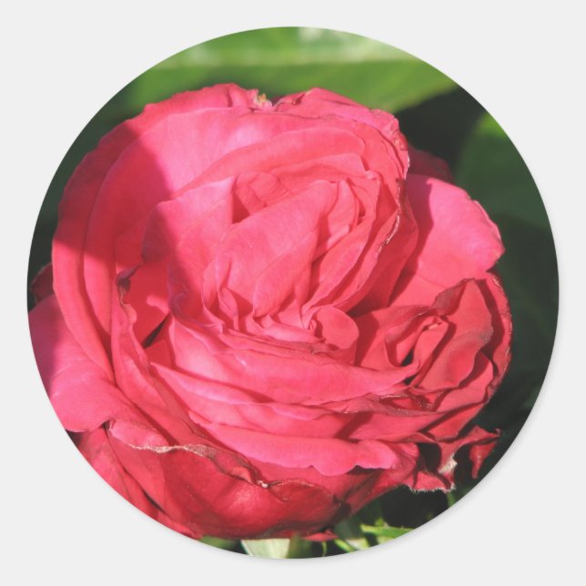 Sticker Rond Miss All-American Beauty Hybrid Tea Rose 097 (Devant)
